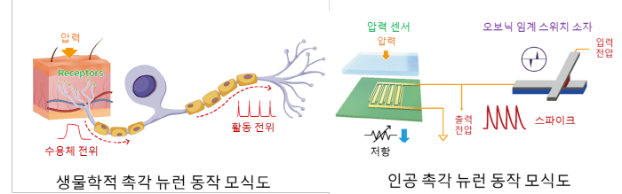 생물학적 촉각 뉴런과 본 연구에서 개발한 인공 촉각 뉴런 소자의 동작 비교 모식도

