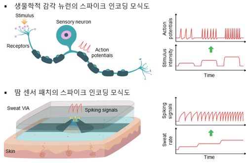 agram of spike encoding in response to exte?rnal stimuli by a biological sensory neuron and by the newly developed sweat sensor patch