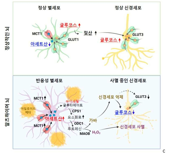 Dr. Ryu and Dr. Nam's research team has identified the factors that accelerate AD based on astrocytes. They have also utilized imaging technology to capture images of these astrocytes and proposed the potential for early diagnosis of dementia and identified new targets for dementia treatment [??] A scientist’s Father Assist in Clinical Research ... New Indicator in Early Diagnosis of Dementia|??? ?????????