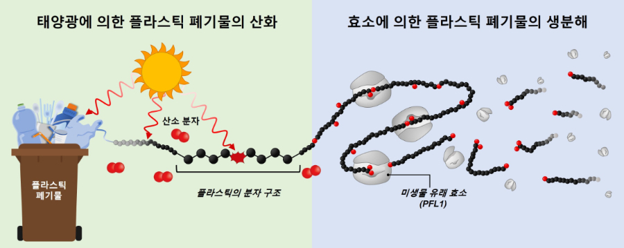 [그림 1] 플라스틱 폐기물의 생분해 과정 모식도.