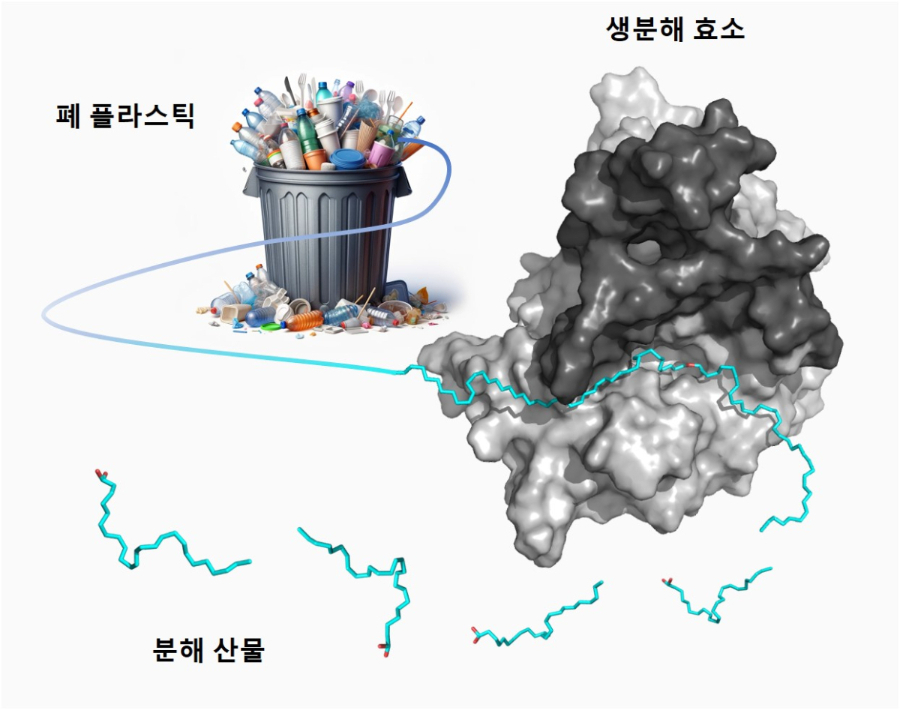 [그림 2] 효소에 의한 폴리에틸렌 생분해 기작 분석.