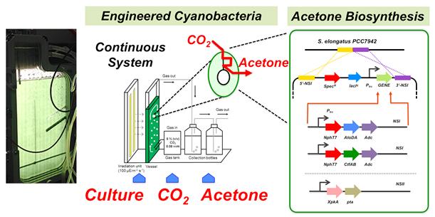 유전공학기술을 이용하여 합성생물학의 모듈화전략을 도입하여 이산화탄소로부터 아세톤을 생산하는 인공 시아노박테리아