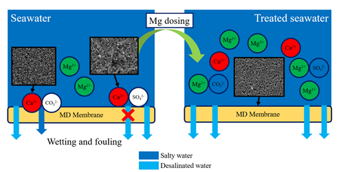 마그네슘이 추가 전처리가 적용된 경우, 막 증류 공정 분리막의 막오염이 제어되는 기작 개요도