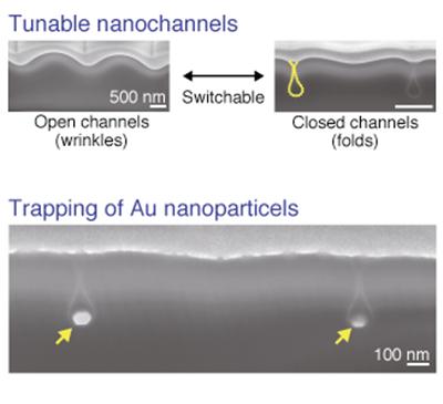 주름(Wrinkle, open channel)과 접힘(fold, closed channel)을 이용한 개폐식 나노 채널 단면 SEM 이미지 (위) 나노 접힘 구조 속에 포집되어있는 금 나노입자