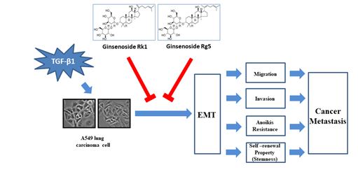 진세노사이드 Rk1과 Rg5에 의한 폐암 전이 억제 모식도