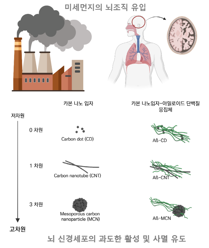 2021121617011637_0.png 미세먼지의 뇌조직 유입. 가본 나노입자 - 저차원(0차원 : Carbon dot(CD), 1차원: Carbon nanotube(CNT), 3차원: Mesoporous carbon nanoparticle(MCN))고차원 | 가본 나노입자-아밀로이드 단백질 응집체 - 저차원(0차원 : AB-CD, 1차원: AB-CNT, 3차원: AB-MCN)고차원 | 뇌 신경세포의 과도한 활성 및 사멸 유도
