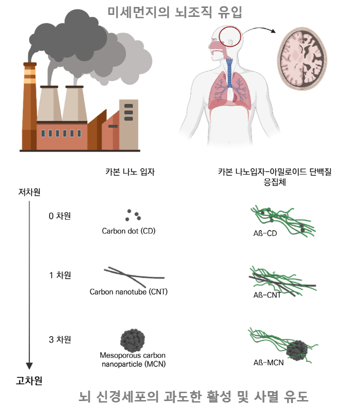 미세먼지의 뇌조직 유입.  가본 나노입자 - 저차원(0차원 : Carbon dot(CD), 1차원: Carbon nanotube(CNT), 3차원: Mesoporous carbon nanoparticle(MCN))고차원 | 가본 나노입자-아밀로이드 단백질 응집체 - 저차원(0차원 : AB-CD, 1차원: AB-CNT, 3차원: AB-MCN)고차원 | 뇌 신경세포의 과도한 활성 및 사멸 유도