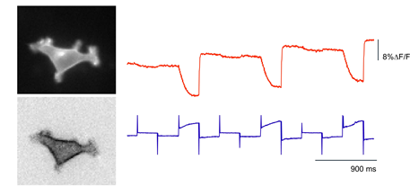 왼쪽사진은 파도를 발현하는 HEK293 세포사진이고, 빨간선은 전기적 활동과 pH농도변화에 따른 형광세기 변화를 파란선은 수소이온이 세포막을 통과하면서 발생하는 전류의 변화를 나타냄.