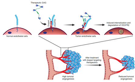 암혈관 특이 단백질(Doppel) 을 적중하는 암 치료 기전 
