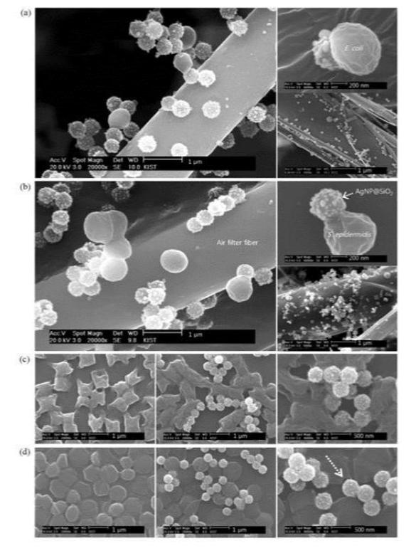 은나노복합체의 항균 작용을 보여주는 SEM 이미지
