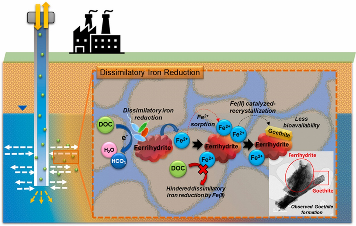 Natural attenuation of organic pollutants by iron oxide reductive dissolution in aquifers during ASR