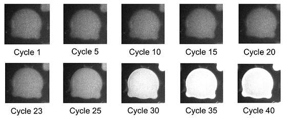 Changes in fluorescence signals during a real-time PCR of polymeric microparticles