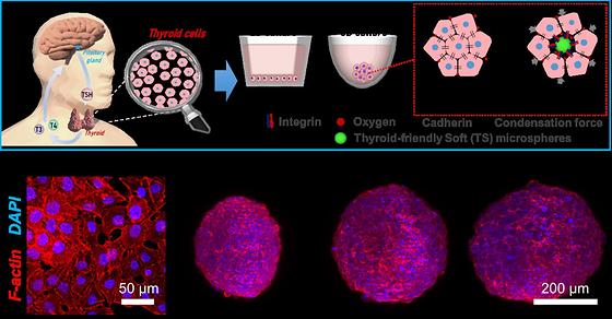 Figure 1 Schematic of the method for formatting 3D cell model. Representative cytoskeletal structural images of monolayer and 3D-based culture models (F-actin, red; cell nucleus, blue).