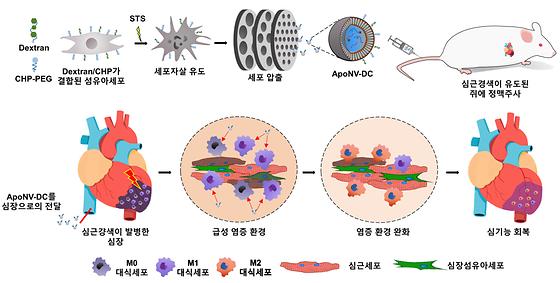 ApoNV-DC의 제작 과정과 이의 심근경색 치료 메커니즘