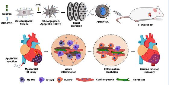 Schematic illustration of treatment of myocardial ischemia-reperfusion (IR) injury with the targeted delivery of ApoNV-DCs.