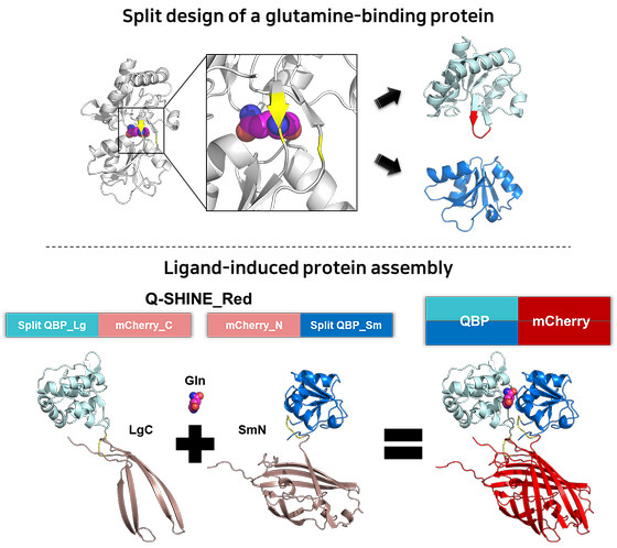 Schematic of Q-SHINE sensor development based on the principle of 'ligand-induced protein assembly' through split and stabilization design of a glutamine-binding protein