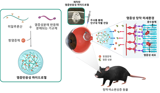 망막 퇴행을 억제하기 위한 염증 반응성 약물 개념도  (왼쪽 초록색 박스) 염증에 반응하는 하이드로젤 안에 담겨있는 항염증제. (오른쪽) 제작된 염증 반응성 약물을 망막색소변성증 동물에 주사.  망막내 염증 성분에 반응하여 약물이 점진적으로 전달되면서 광수용체 부근에 존재하는 염증성 세포의 증식을 억제해 망막 변성 질환의 진행을 늦출 수 있음.