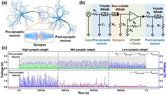 Experimental results of modulating the connection strength of front and back neurons by synaptic weights.