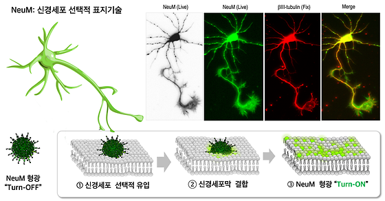 NeuM의 신경세포막 선택적 형광 Turn-On 기술