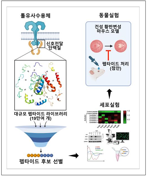 [그림 1] 톨유사수용체의 신호전달 단백질을 활용한 대규모 펩타이드 라이브러리 구축과 스크리닝, 세포 및 동물모델에서의 효능 검증 과정 모식도