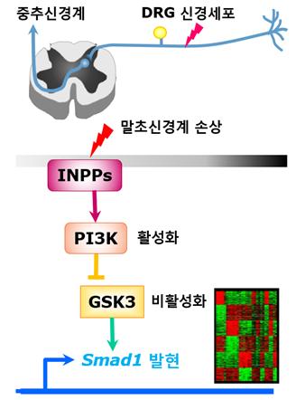 잘린 신체부위 재생되는 원리 규명, 중추신경 재생 연구 실마리 제공