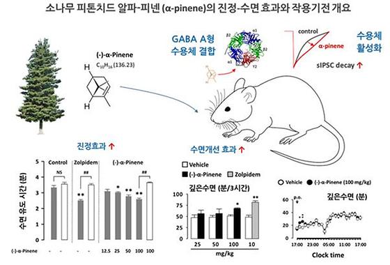 삼림욕의 효과, 그 비밀을 풀었다