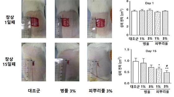 몽골 전통 약용식물 ‘피뿌리풀’로 탁월한 ‘상처치유’ 효과 입증