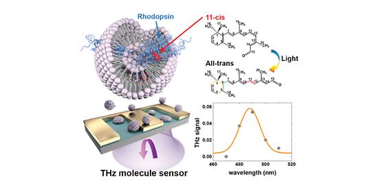 초고감도 분자 센서 개발로 ‘인공 광수용체’의 성능 검증한다