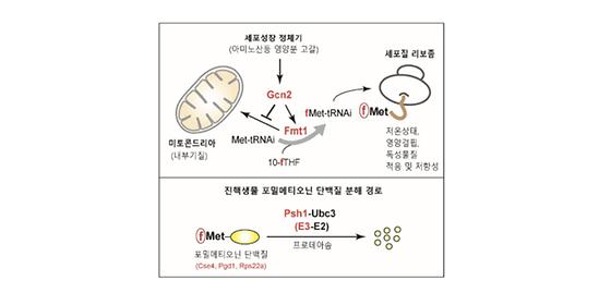 POSTECH-KIST, 공진화(共進化) 잔해물의 단백질 분해신호 발견  5년간 연구 끝 새로운 생명의 비밀 밝혀내