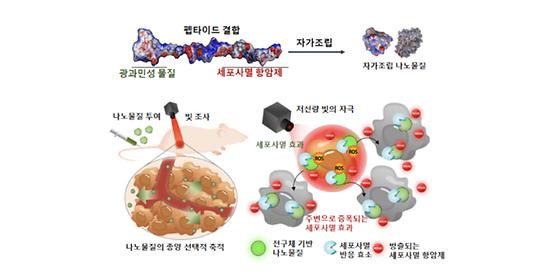 빛 쪼이면 활성화되는 새로운 항암 나노물질, 독성 없이 주변 암세포까지 제거한다