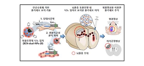 ‘변화무쌍’ 줄기세포, 복합영상으로 추적한다