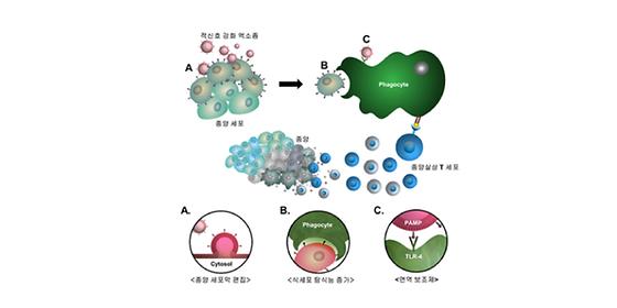 KIST, 새로운 항암면역치료 전략 개발 암세포에‘표적 신호’를 이식