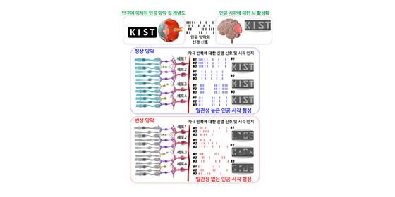 KIST, 망막 변성 환자들에 필요한  인공 시각 성능향상의 실마리 발견했다